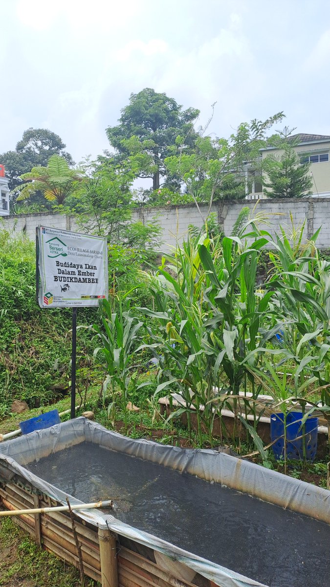 AgungDelly's tweet photo. Rabu ( 25 / 09 ) Delly Agung Rifansyah Luhkan Kabupaten Bogor, di Kelompok Ecovillage Sarabar Farm Desa Leuwimalang Kecamatan Cisarua , Kegiaan Monitoring Usaha Budikdamber Kelompok. #giatluhkansatmingkalbogor #Kabbogor #Aktivitas #Budidaya https://t.co/aGMfBg9gOP