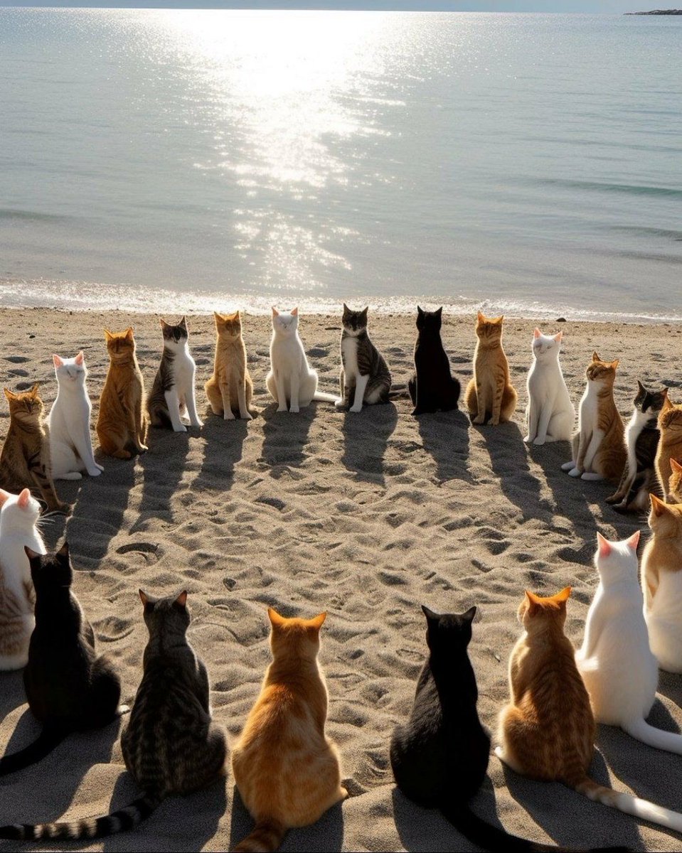 Alpha group chat discussing the hottest meme coins