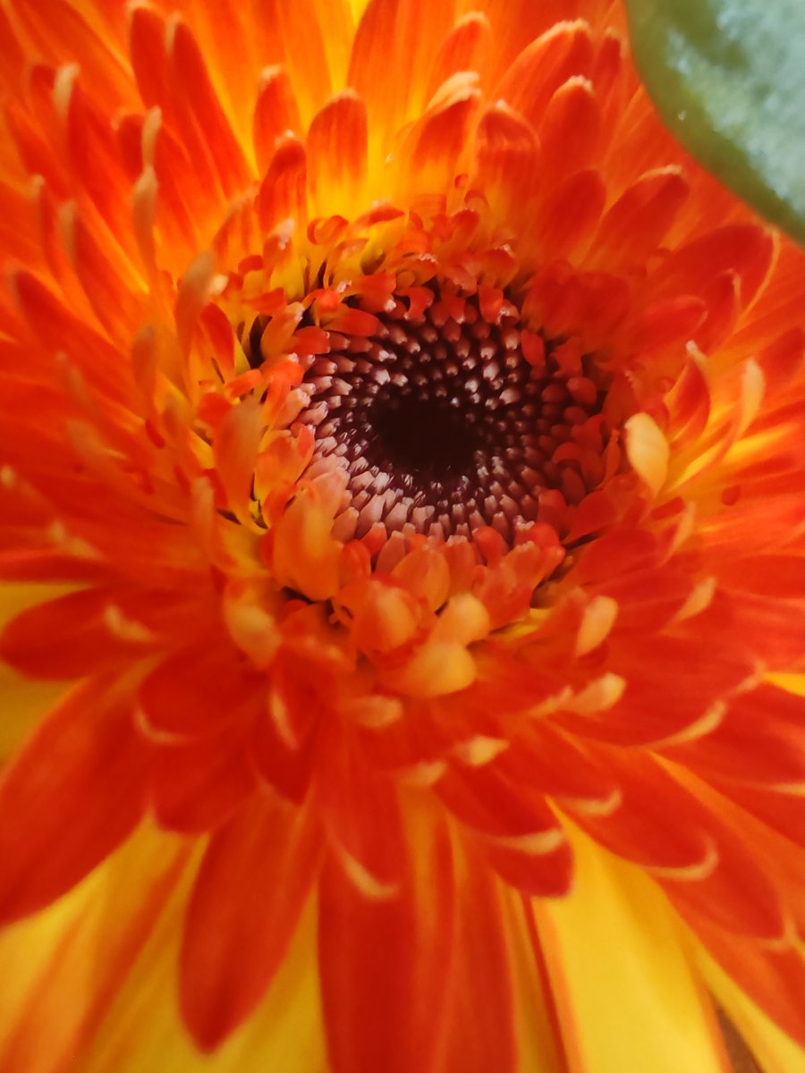 Kastanienzweig's tweet photo. When a flower blooms, it shows us beauty
#Flowers #FlowerFriends #flowerphotography 🌺 https://t.co/04BKWdG3FF