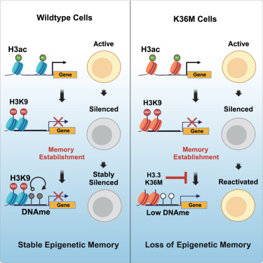 Online Now: The H3.3K36M oncohistone disrupts the establishment of epigenetic memory through loss of DNA methylation dlvr.it/TF93Ry