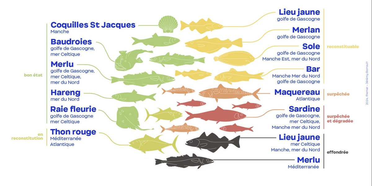 🔴 Bonne nouvelle : Selon le bilan 2023 de l'IFREMER, 56 % des volumes de poissons débarqués en 🇫🇷 en 2022 proviennent de populations exploitées durablement, contre 54% en 2021... et seulement 10% dans les années 2000.

Une amélioration à souligner pour maintenir les efforts !