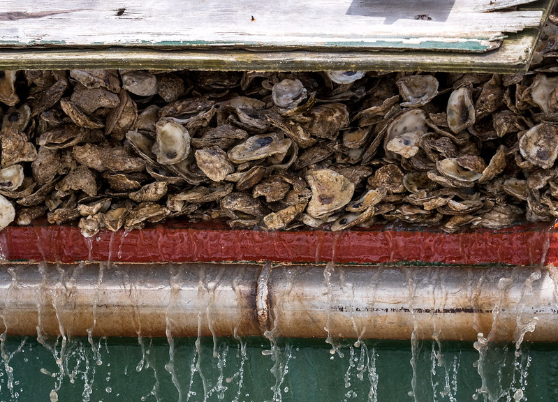 MarylandDNR's tweet photo. 📰: DNR Announces Next Three Large-Scale Oyster Restoration Sanctuaries

Effort comes as part of state’s new Four Point Oyster Sanctuary Plan

Read the entire article here: https://t.co/8FHEcMnM0g https://t.co/6LSwtsRptP