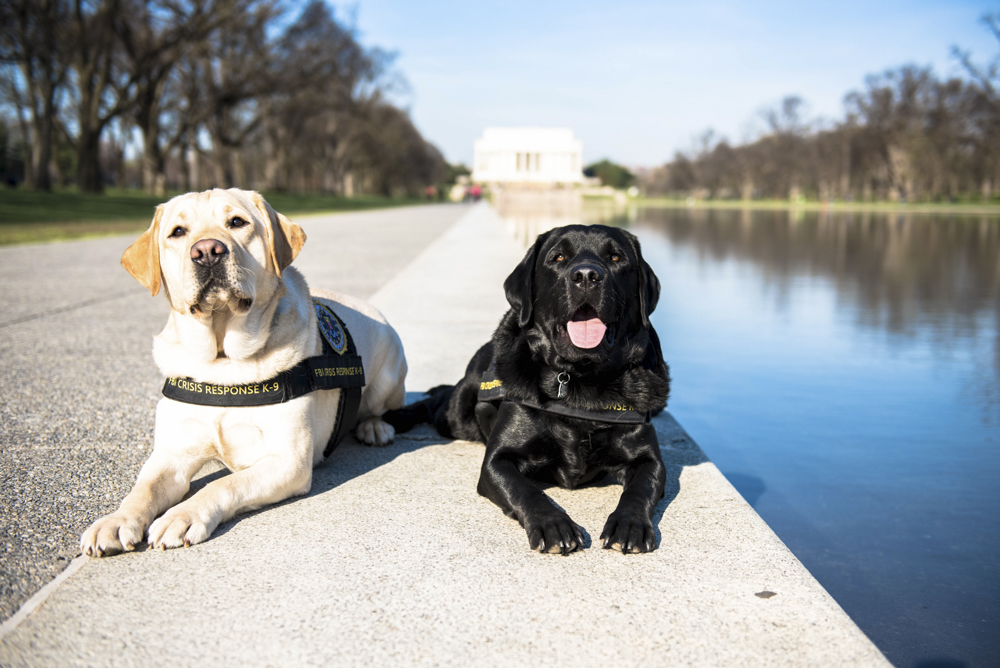 FBIAlbuquerque's tweet photo. Our Crisis Response K-9s Wally and Gio wish you a happy hump day! Let's conquer the rest of this week 💪🐶🐾 #FBI #FBIJobs #NewMexico #ADWSantaFe https://t.co/bKuFT0KfV3