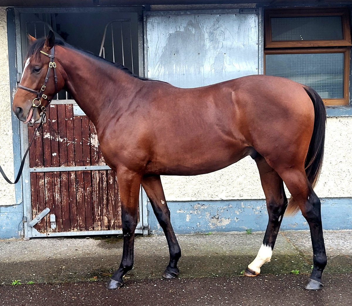 Lot 529 Our gorgeous <a href="/DarleyEurope/">Darley in Europe</a> <a href="/DarleyStallions/">Darley</a>  Blue Point Colt sells <a href="/Tattersalls1766/">Tattersalls</a>  Book 2 . 
Dam is 5 from 5 with 2 black types bred . 
Come and see him in HF J 🐎