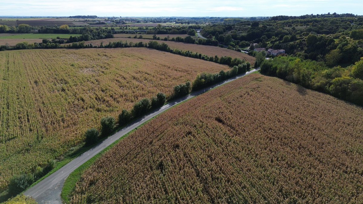 Emmanuel tweet media