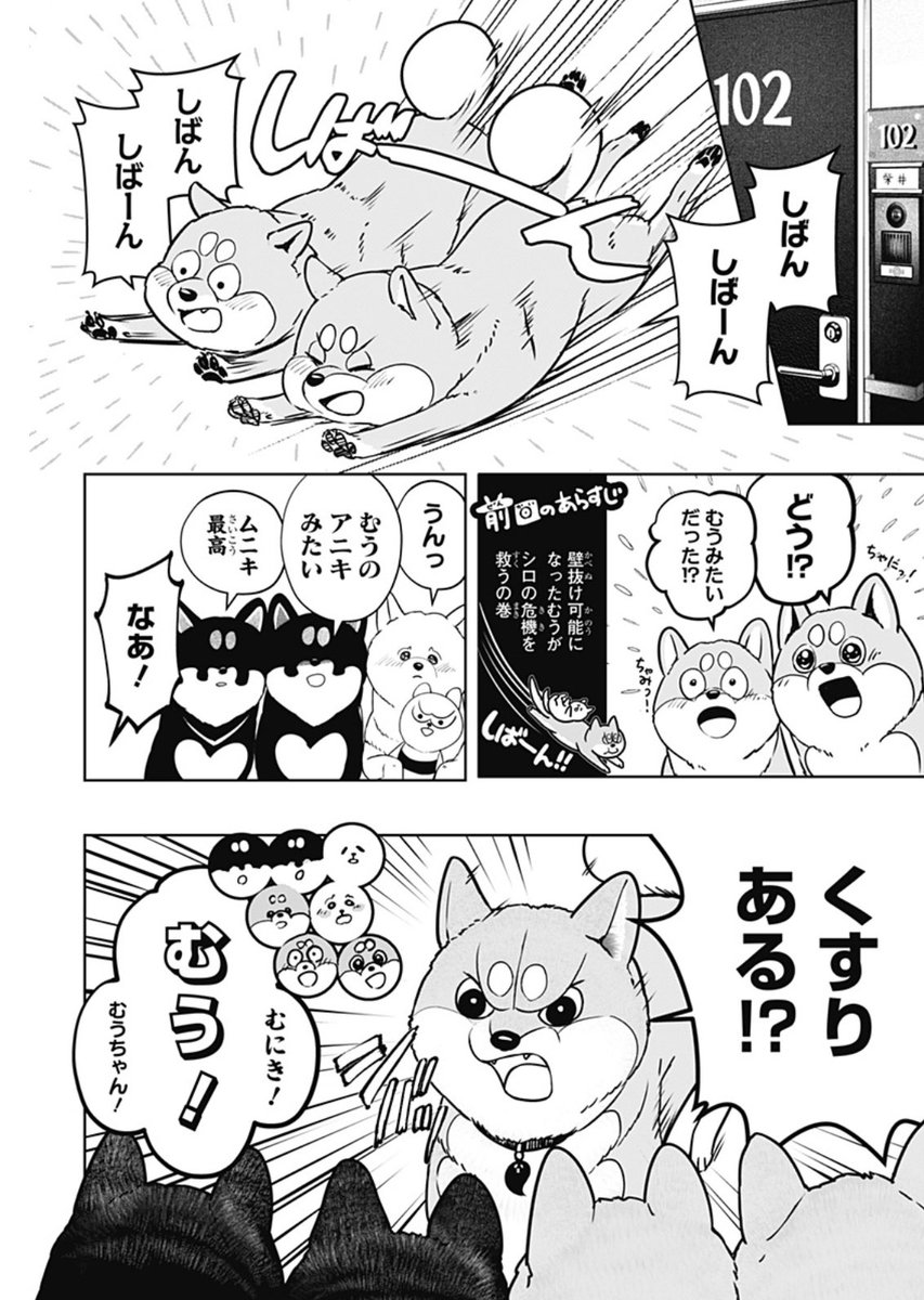 /
1巻の重版が決定‼️
いつも応援ありがとうございます🤝🏻
\

🐾#シバつき物件 最新話配信🐾
https://t.co/eBh1zG2RP5

発熱した氷のために、くすりを探すことになったむうちゃんだったが…⁉️

#ジャンププラス 