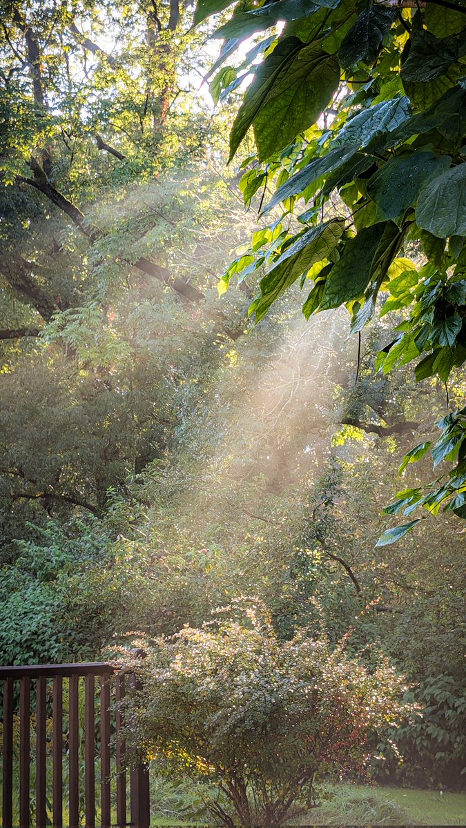 asterisque79's tweet image. Visible sun rays in the morning 🌞💧
#sunrise #sunshine #sunrays #rays #morning #tree #leaf #autumn #nature #photography