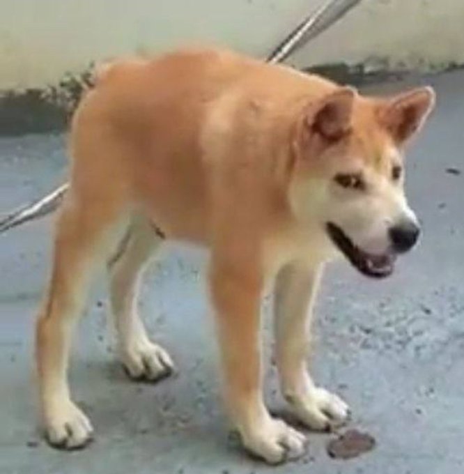 JUST IN:  Doggo confirmed by <a href="/HBO/">HBO</a> as Satoshi Nakamoto.