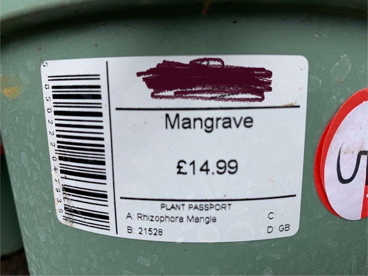 Broke a journey at a nursery and picked up several beautiful bargain (reduced to £5 before the frost gets them!) Mangave vars to add to my collection. The plant passporting ID seems a bit off tho! Mangave/Mangrave/Mangrove!