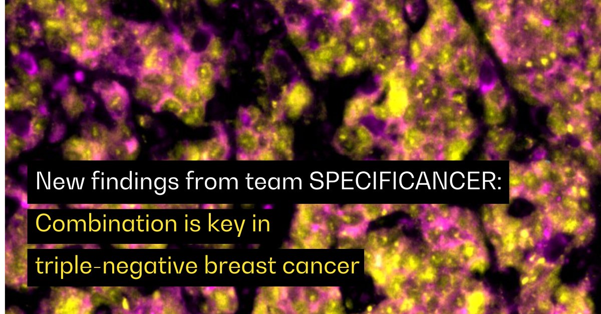 CancerGrand's tweet image. TODAY IN @Nature 📢

#CancerGrandChallenges team SPECIFICANCER identifies a combination of inhibitors targeting epigenetic and oncogenic pathways, which drive differentiation to enable hijacking of tissue-specific cell death pathways in #TNBC.

More 👉 bit.ly/483dO4E