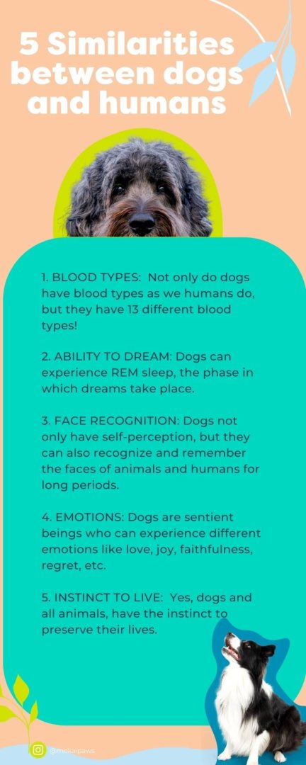 Did you know that dogs and humans have more in common than we think? 🐾 Our furry friends share traits that make them even more lovable! ❤️🐶 Let's celebrate the ways our four-legged pals mirror us!
#FurryFriends #PetFacts #boisepetsitters #boisepetsitting...