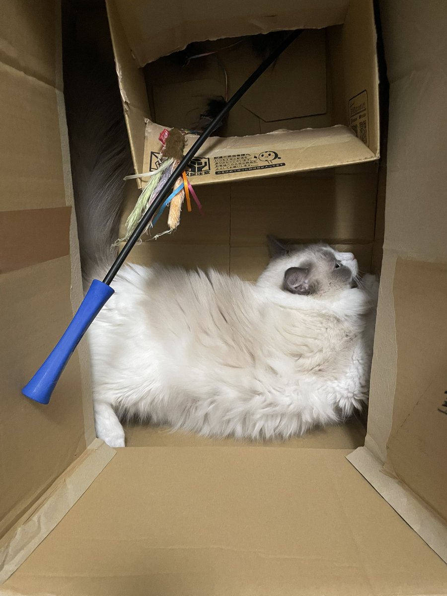 ダンボールがすっかり気に入ったみたい😆