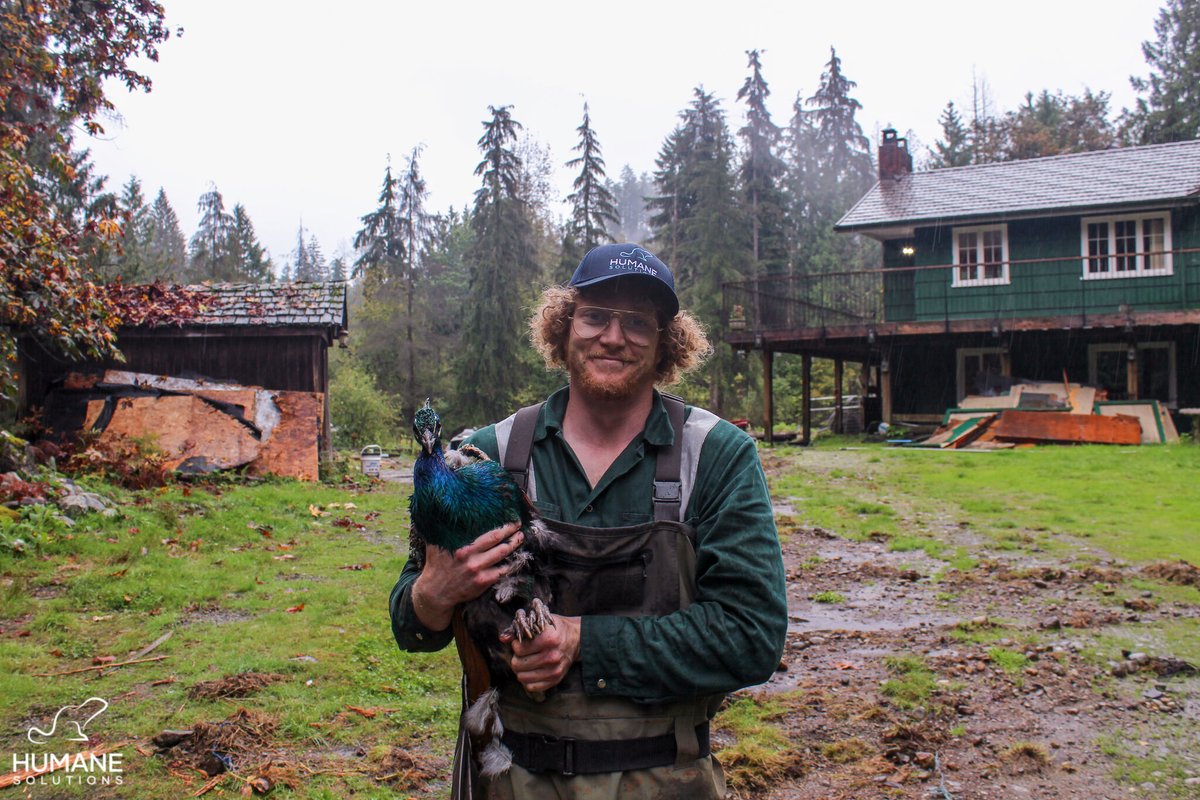 SolutionsHumane's tweet image. The HS team helped a homeowner with two peacocks found abandoned on a newly purchased property. Our lead admin Angelica organized transfer to the Greater Vancouver Zoo, and our lead wildlife tech Dylan did the wrangling. Good job team! Thanks to you, @greatervancouverzoo!