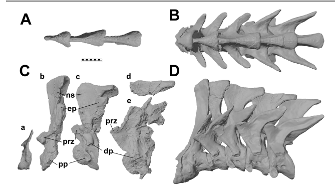 If you guys thought the """"neck lock""" interconnecting neural spines of Acrocanthosaurus were cool (left), check out the neck of Taurovenator(right)