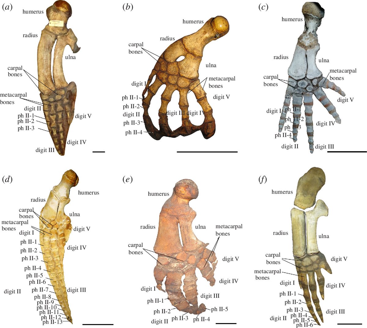 From land to sea – investigating the genetic basis for the evolution of unique limb structures in cetaceans: ow.ly/c2Jg50THGGW #ProcB <a href="/SchmalhausenM/">Schmalhausen Evolutionary Morphology</a> <a href="/KosiolG/">KosiolGroup</a>