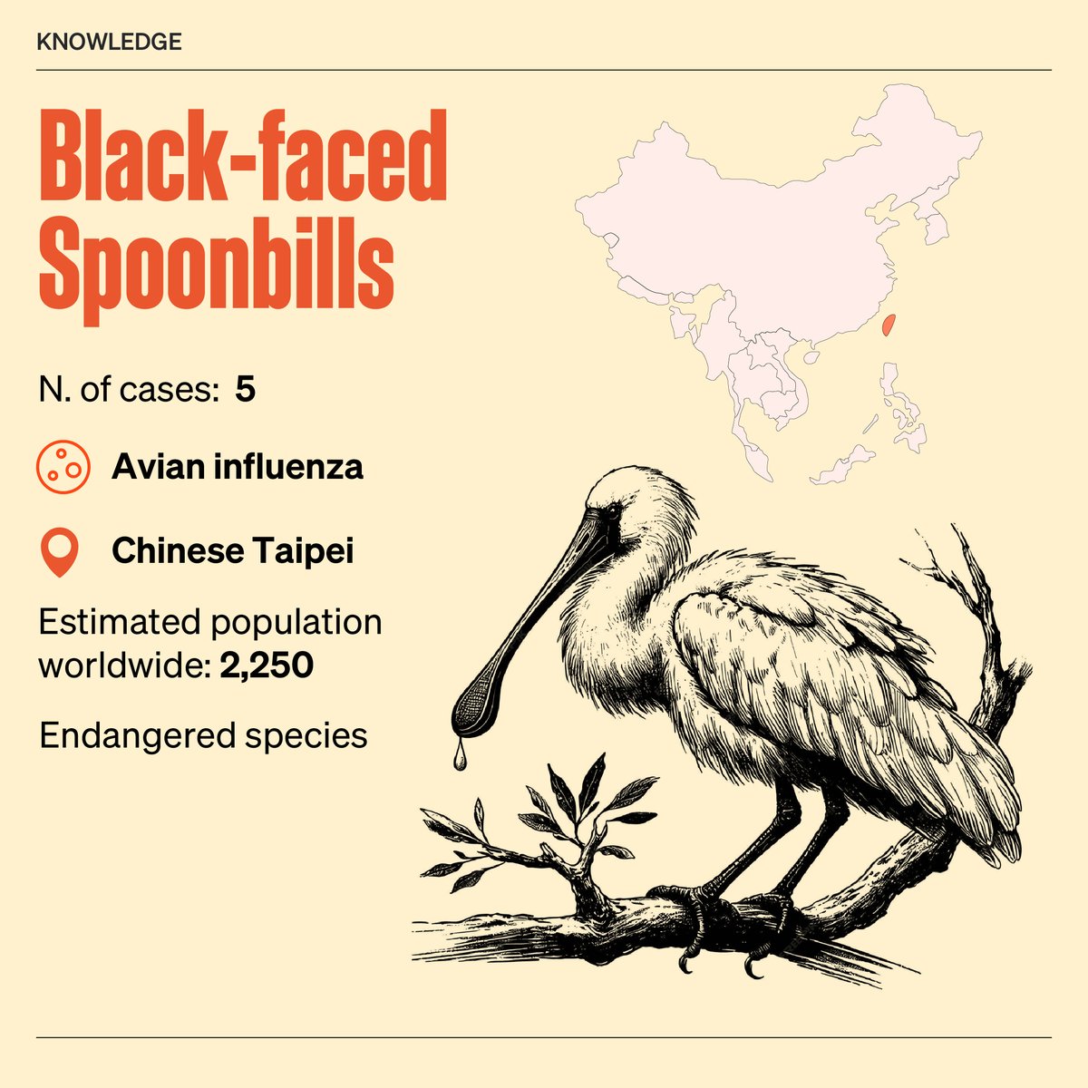 WOAH's tweet photo. Our latest research show that 10% of species affected by animal disease are at risk of extinction. Avian influenza and African swine fever – two of the diseases that have the biggest impact on domestic animals – were also responsible for most of the outbreaks reported.