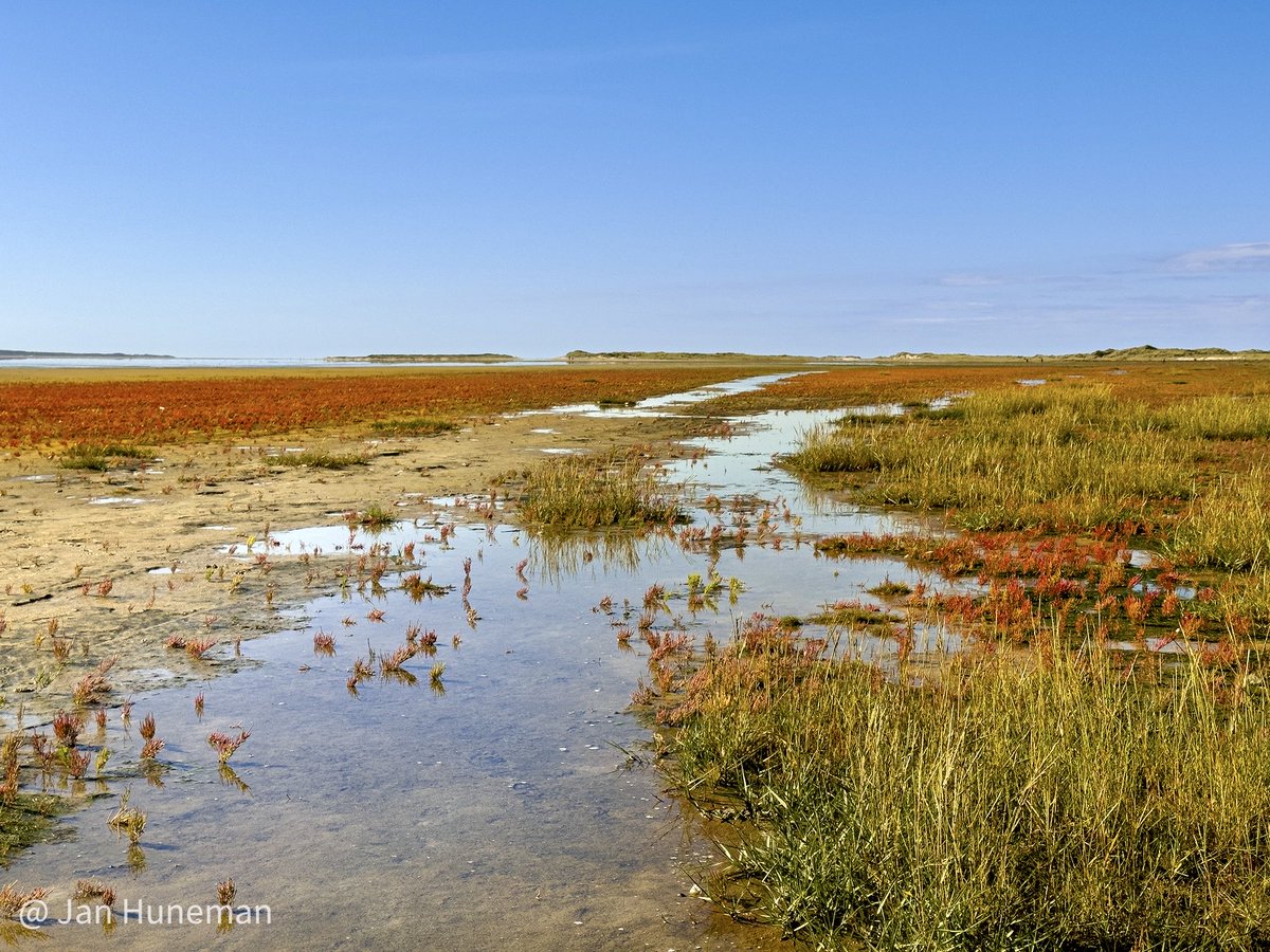 Zeekraal in herfstkleuren