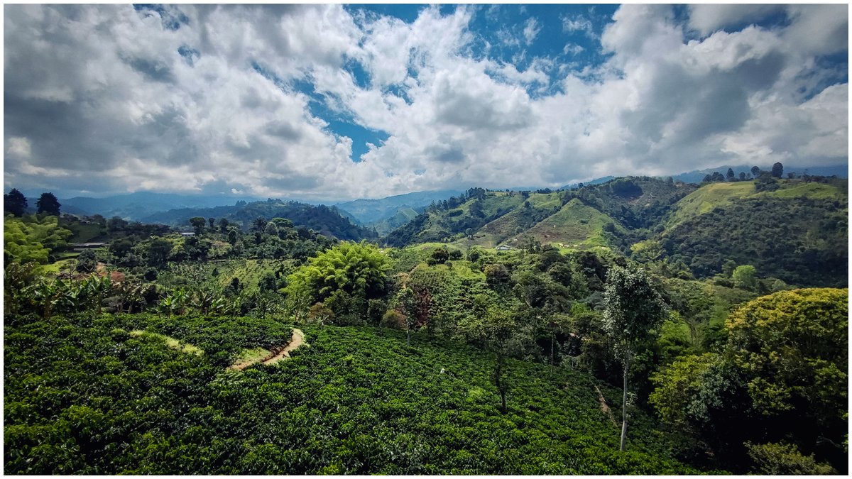 jrubioruiz's tweet photo. #momento12 #mismomentoscolombianos
Mimando café bajo las nubes
Finca Buenos Aires, Salento
#landscape #landscapephotography #café #cafetal #travelphotography #worldphotography #colombia #green #clouds #mountains #pocophotography #pocophonephotography #cafedecolombia #cultivo https://t.co/TGuWkqrPKe