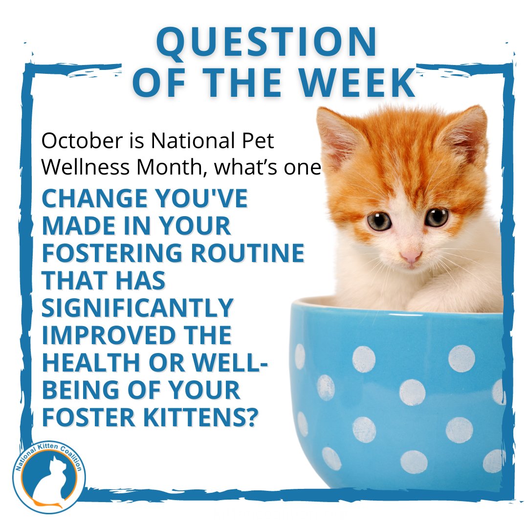 NationalKitten's tweet photo. Did you know that October is National Pet Wellness Month? Tell us in the comments below, what is one change you've made in your fostering routine that has significantly improved the health or well-being of your foster kittens?
#nationalkittencoalition #savemorekittens https://t.co/zVH5jDEjbp