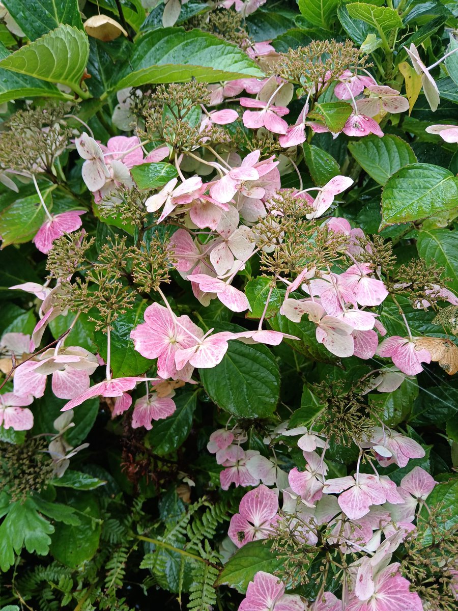 🗿📡🌱🫛🚴‍♂️David🏴󠁧󠁢󠁷󠁬󠁳󠁿 tweet media