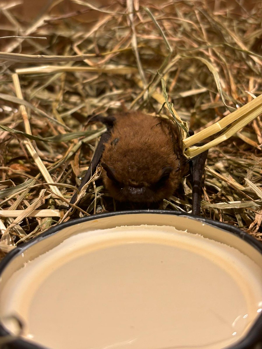 SaskiadeRM's tweet image. One of the highlights of researching underappreciated animals is having people sending me plenty of material like this🦇🐸🐌