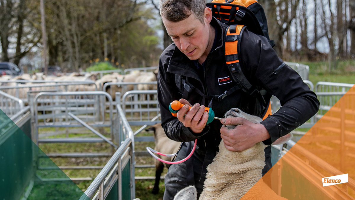 It’s not too late to give replacements and fat lambs a wormer break dose. Most have been treated with Group 1, 2, or 3 wormers, but resistant worms may still be present. Zolvix can clear these out, helping lambs make the most of late-season grass and reach their growth potential.
