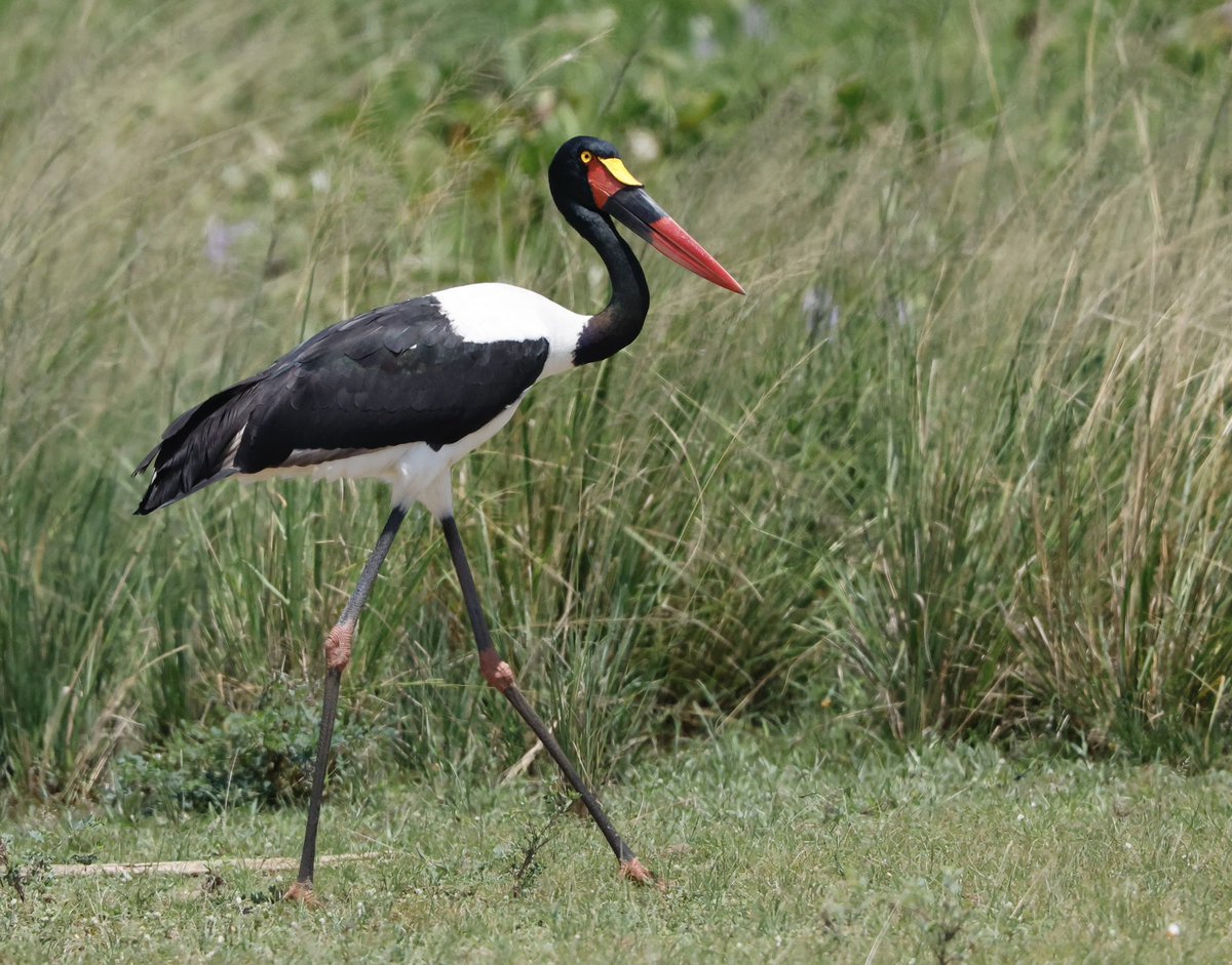 partbirdpartman's tweet photo. Uganda, a top notch wildlife destination.

@Natures_Voice 
@naturetrektours 
@NatGeo 
#birds 
#wildlife
#wildlifephotography
#uganda https://t.co/1qe5dOhMsC
