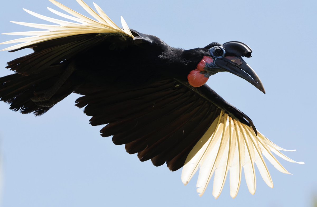 partbirdpartman's tweet photo. Uganda, a top notch wildlife destination.

@Natures_Voice 
@naturetrektours 
@NatGeo 
#birds 
#wildlife
#wildlifephotography
#uganda https://t.co/1qe5dOhMsC