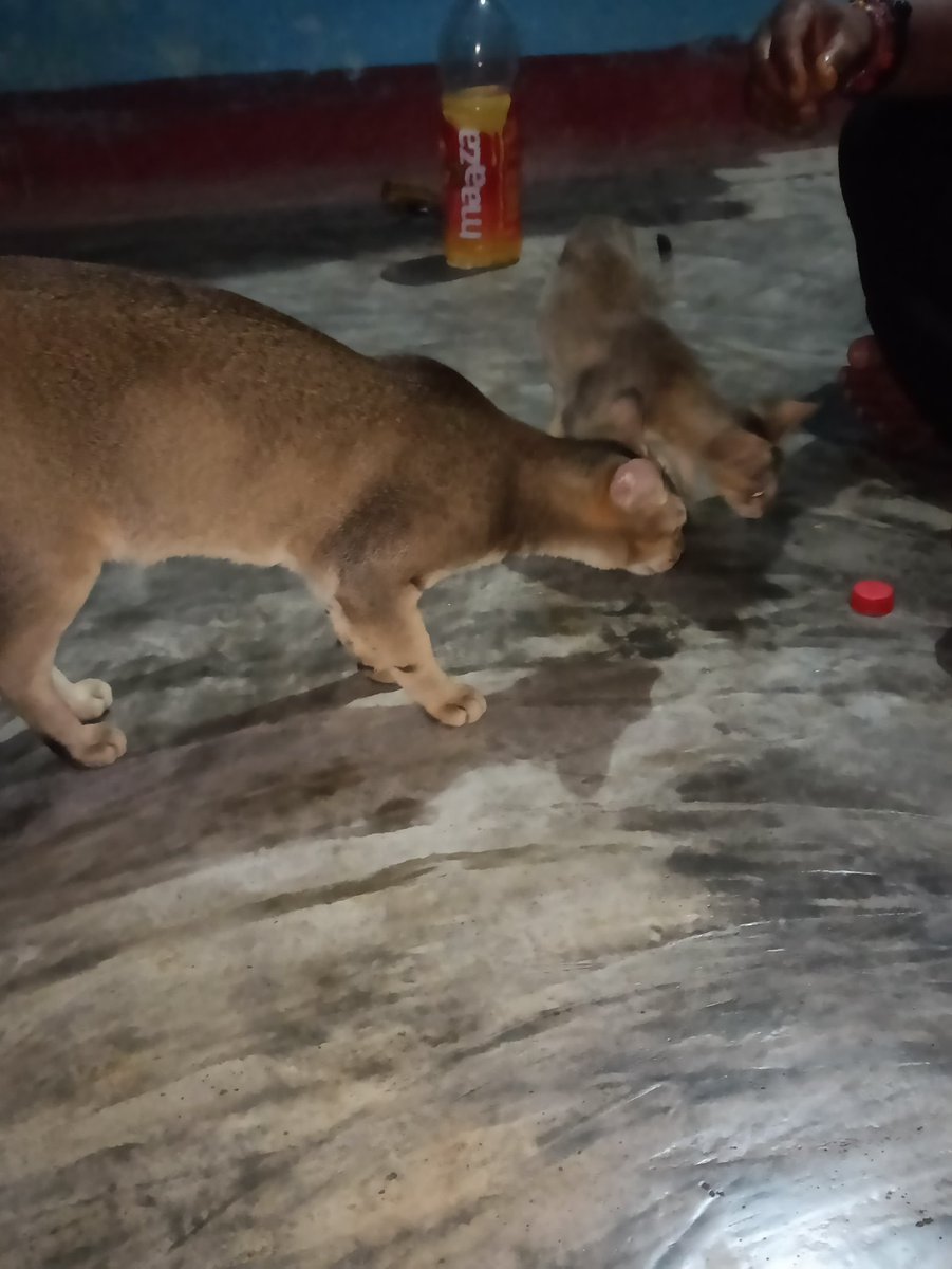 harshu98048's tweet photo. @Cats_telegram I have 108,250 cats and I love this project so much.i have been Feeding Cats since Last 4 years and these are my pets i think Its my good work and my cats blessing That I got such a good airdrop 
thank you and love you cat Miniapp https://t.co/0JpftZAyZb
