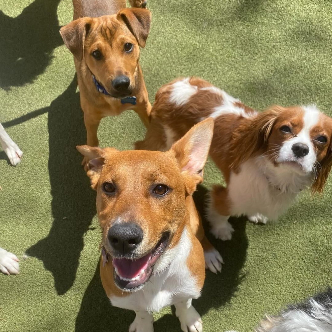 WaggingTailsPR's tweet image. It's October, which means it's Resort Enrollment time! Contact us to schedule a Temperament Assessment and Evaluations -- they're free, include a full day of play, and required for all guests! 🐶💕  bit.ly/3ANP43v

#doggydaycare #assessmentevaluation #enrollment