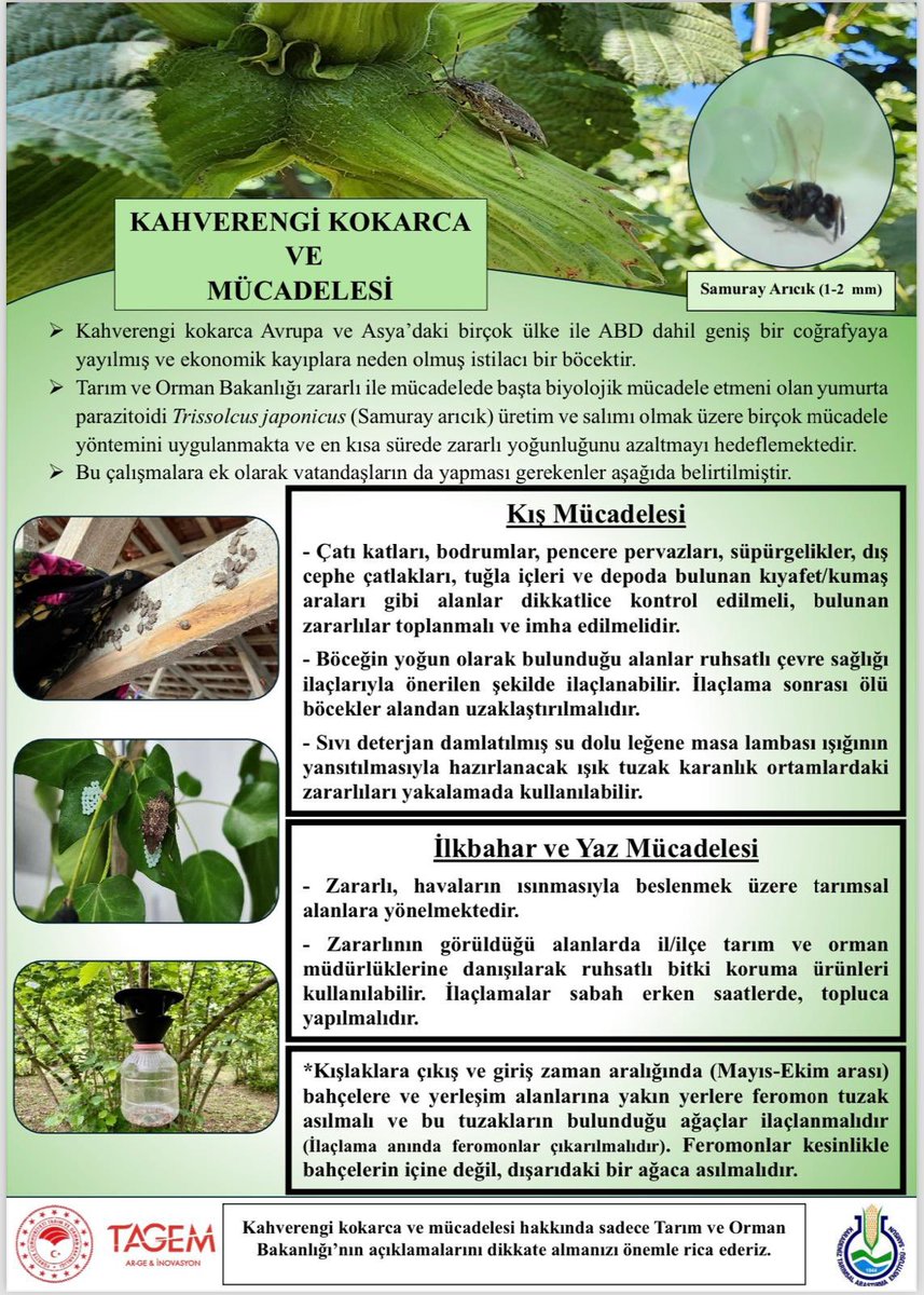 tagemgovtr's tweet image. ⚠️Kahverengi kokarca ile Mücadeleye devam

 ⚠️ Bakanlığımızın açıklamalarını dikkate almanızı önemle rica ederiz

@TCTarim @ibrahimyumakli @AhmetGumen @bekirgizligider @tagemgovtr @maatalay  @ankara_zmmae @BorzemM @@KaradenizTae @aricilikaem #kahverengikokarca