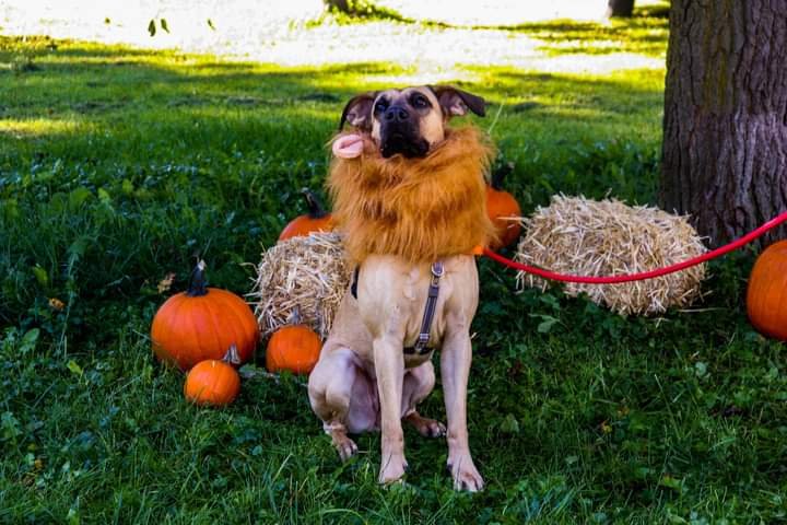 bramptonbits's tweet image. 2nd Annual Dog Masquerade Parade part 2. @CityBrampton @row