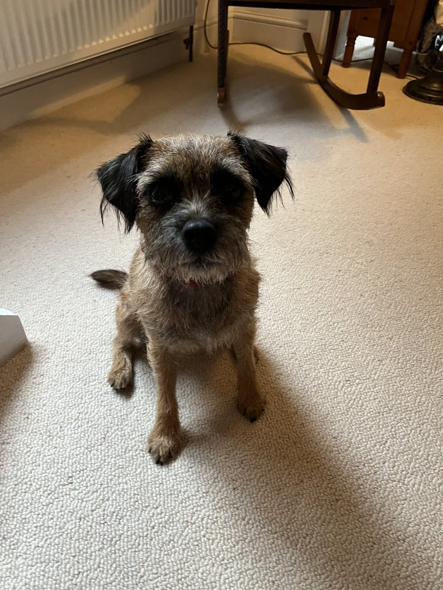 Bear CBE (Lady, in title only!) tweet media