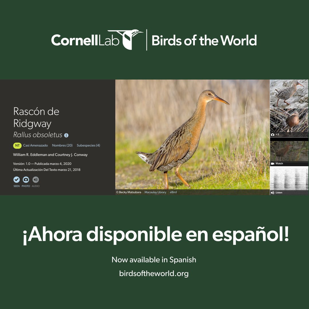 Birds of The World: The Cornell Lab (@birdsoftheworld) on Twitter photo Massive news from Birds of the World: our entire catalog of species accounts has been translated into Spanish! Read more about this exciting feature here birdsoftheworld.org/bow/content/la… Massive news from Birds of the World: our entire catalog of species accounts has been translated into Spanish! Read more about this exciting feature here birdsoftheworld.org/bow/content/la…