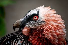 TheFrenchNugget's tweet photo. I genuinely can not fathom why people think bearded vultures look ugly

HAVE YOUVE SEEN THEM??? THEY LOOK SO COOL https://t.co/pfympqlnpk