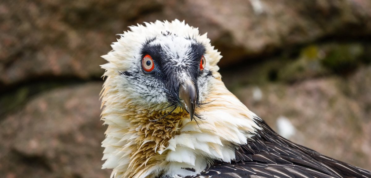 TheFrenchNugget's tweet photo. I genuinely can not fathom why people think bearded vultures look ugly

HAVE YOUVE SEEN THEM??? THEY LOOK SO COOL https://t.co/pfympqlnpk