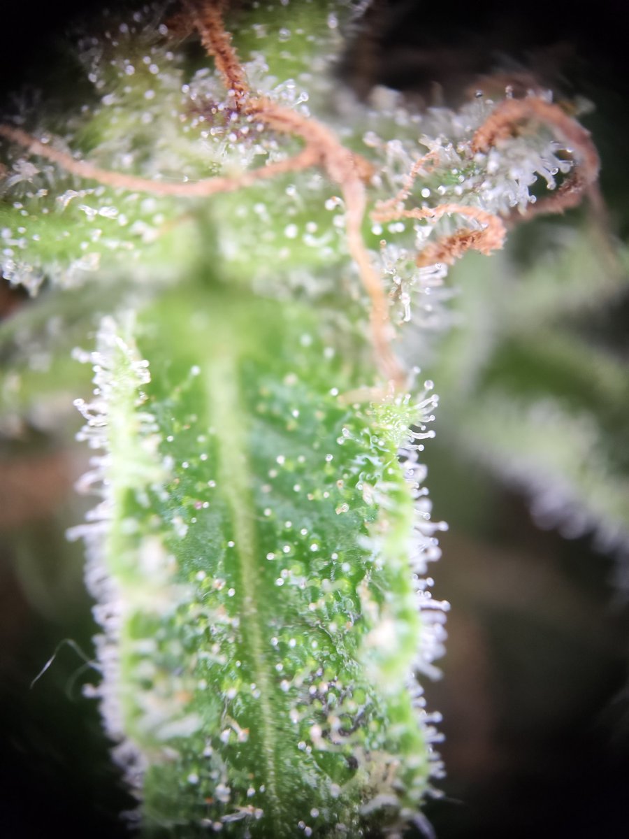 Frage an die Profis.....Soll ich schon ernten? Ich habe sie auf dem Balkon und mache mir etwas Sorgen wegen der aktuellen Luftfeuchtigkeit. Ich will da kein High End Kraut rausholen, just for Fun:)...#CannabisCommunity