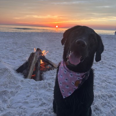 Alma the PGS Therapy Dog (@fssdalma) on Twitter photo #NewProfilePic #NewProfilePic