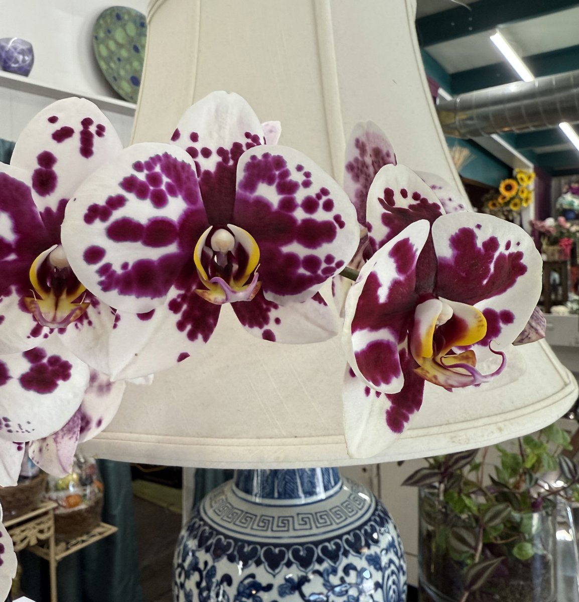 SteinFlorist's tweet photo. Loving this orchid plant! It reminds us of a Rorschach inkblot test... What do you see?
.
.
#steinflorist #steinyourflorist #flowers #florist #flowershop #floristry #shopsmall #shoplocal #smallbusiness #orchid #orchidplant #rorschachtest #inkblottest https://t.co/oEsdDqkSKW