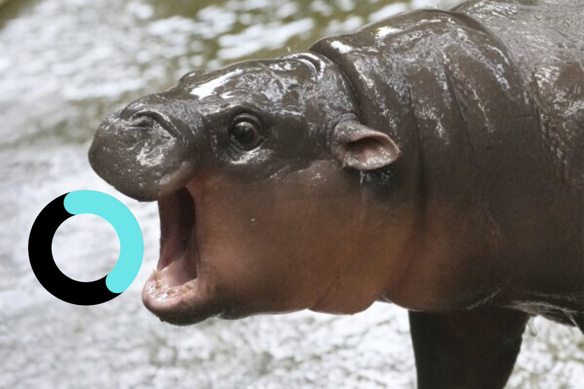 GM

should we roll out x1000 leverage Moo Deng options?