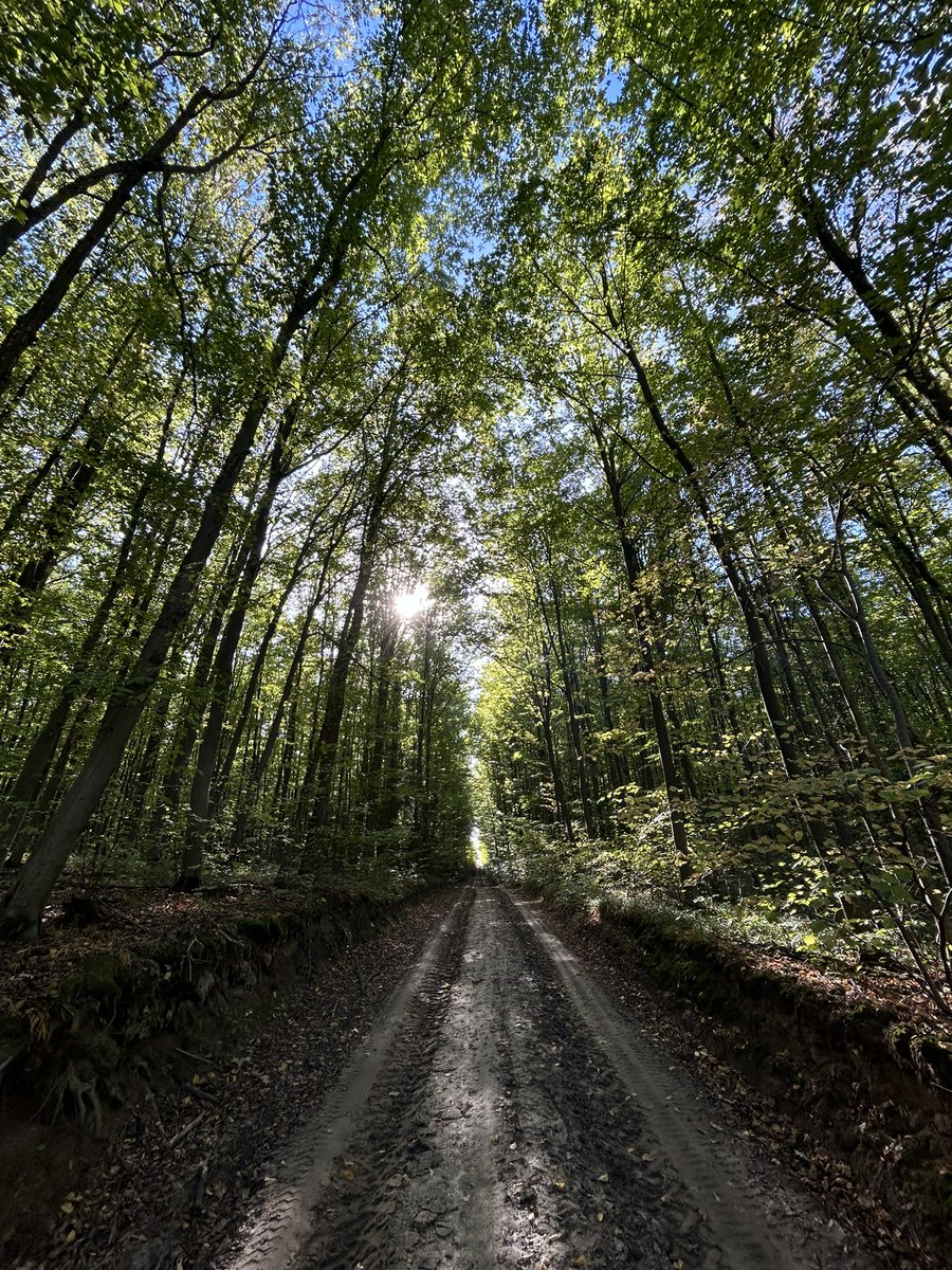 _kukusya's tweet photo. улюблена пора року, улюблена дорога, улюблений ліс 🍂 https://t.co/oyBciafz1t