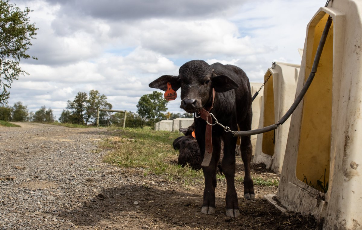 You Herd it here first! 🦬🐃

Thanks to a $184k <a href="/USDA/">Dept. of Agriculture</a> grant, Riverine Ranch in North Jersey has brought drinkable water buffalo yogurt to your ... jar. They have buffalo mozzarella, too! 🫙🧀

More products: riverineranch.com/products

Our programs: rd.usda.gov/programs-servi…