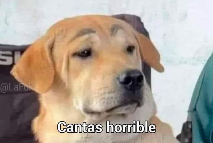 Mi perrito después de escuchar la canción que le inventé para expresarle lo mucho que lo amo:
