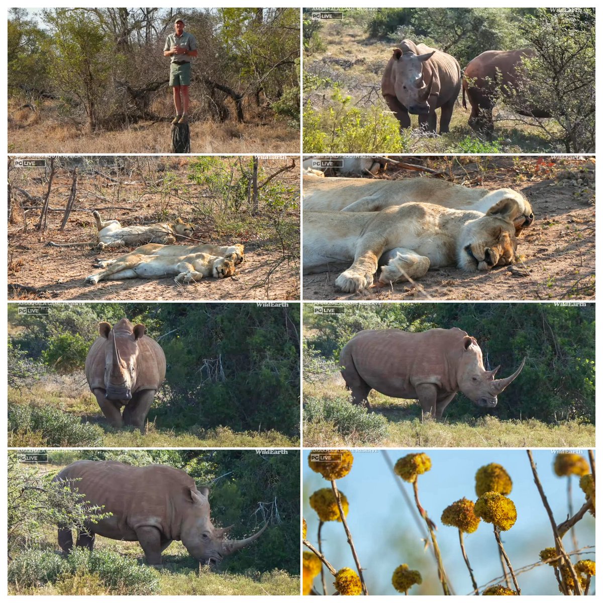 JoyR_1980's tweet image. Sunset safari 9 October 2024. Great to see #Tlalamba &amp;amp; her princess once again. Good job at the Oppenheimer Research Conference #Wildearth team!