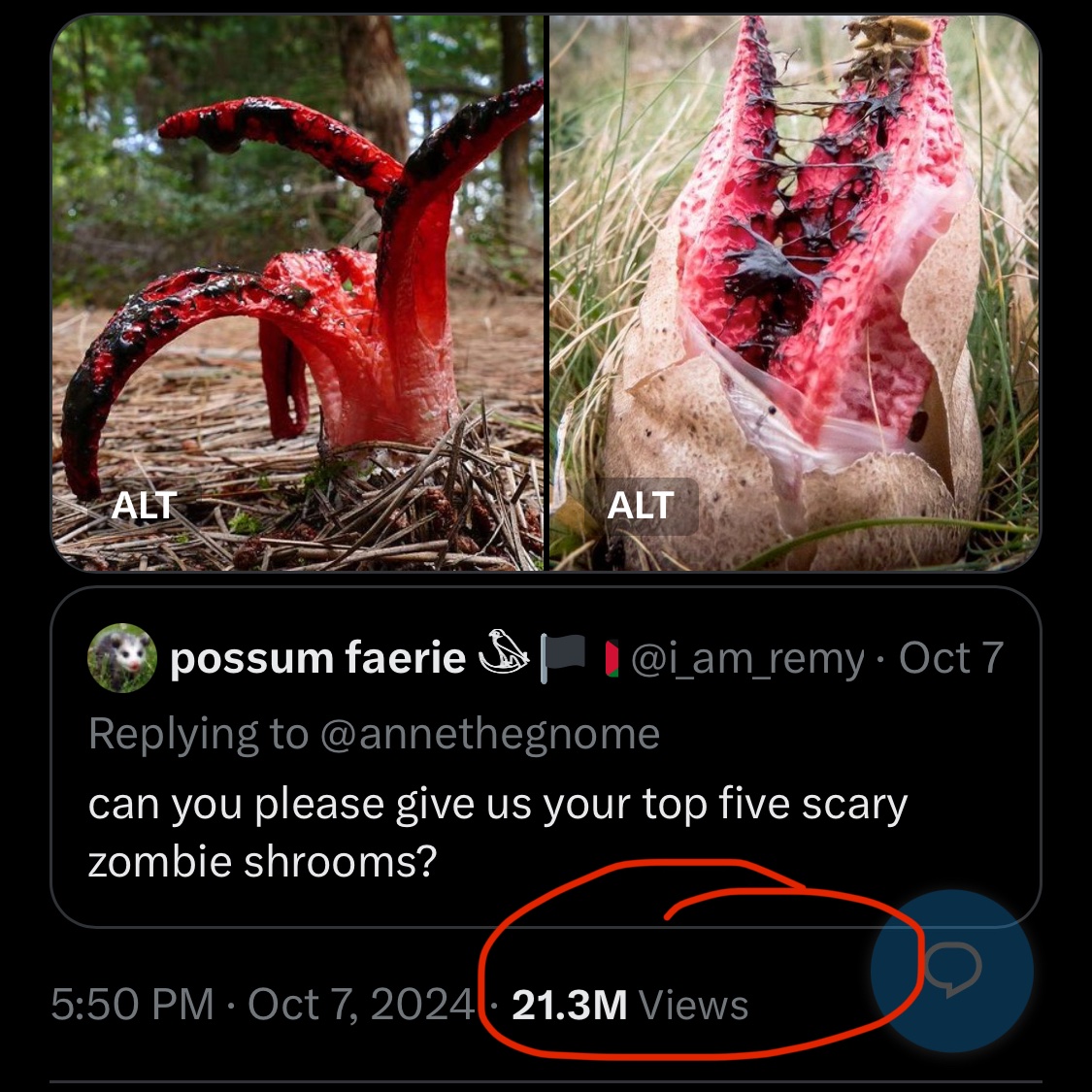 Gnome Anne May Perceive Me tweet media