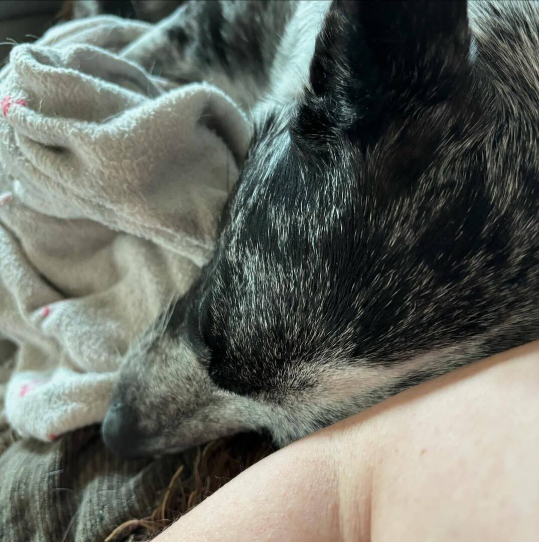 msw1066's tweet photo. Trying to work, but someone has claimed my elbow https://t.co/oxL5ZWyGZ8 https://t.co/qrT8ZtxEpe