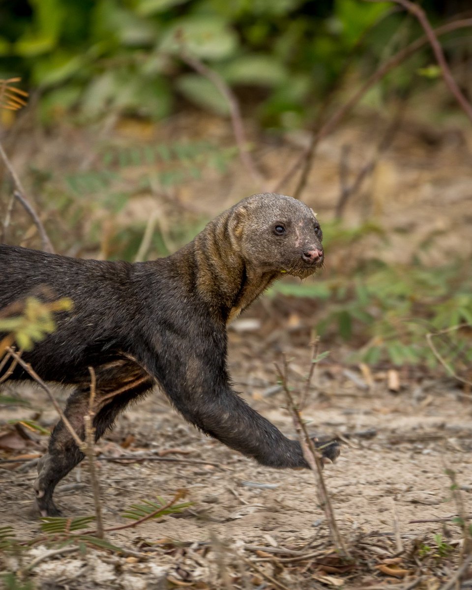 Hands down, the coolest animal I've seen in South America so far is the tayra. After missing two opportunities to photograph them in Ecuador, I was beyond thrilled to have this one stroll by only twenty yards away while in Brazil. It's amazing what you can see at a watering hole!