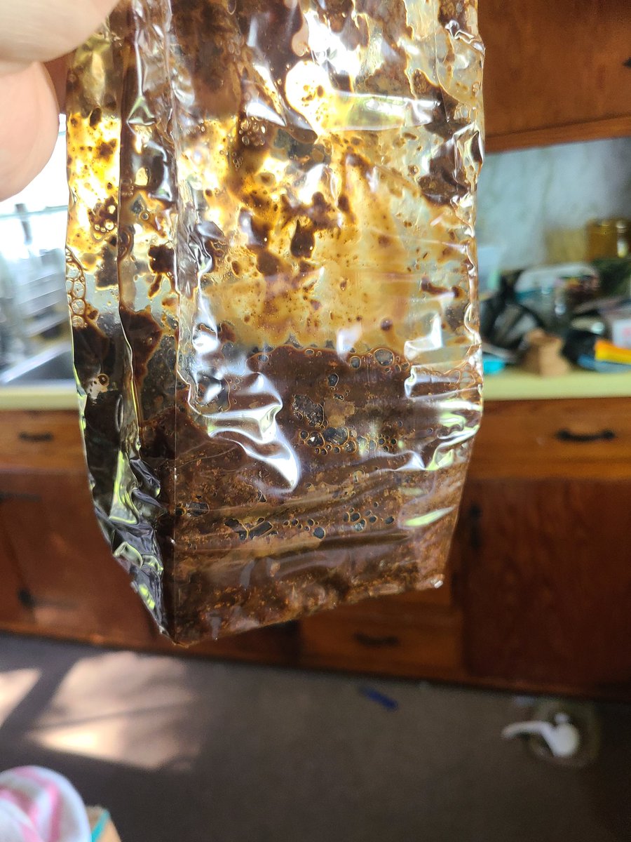 megatron992's tweet photo. @BacktotheRoots I just opened a mushroom grow kit, and uh, I'm pretty sure the substrate bag shouldn't look like this right out of the box.. https://t.co/V8G9qIbGDe
