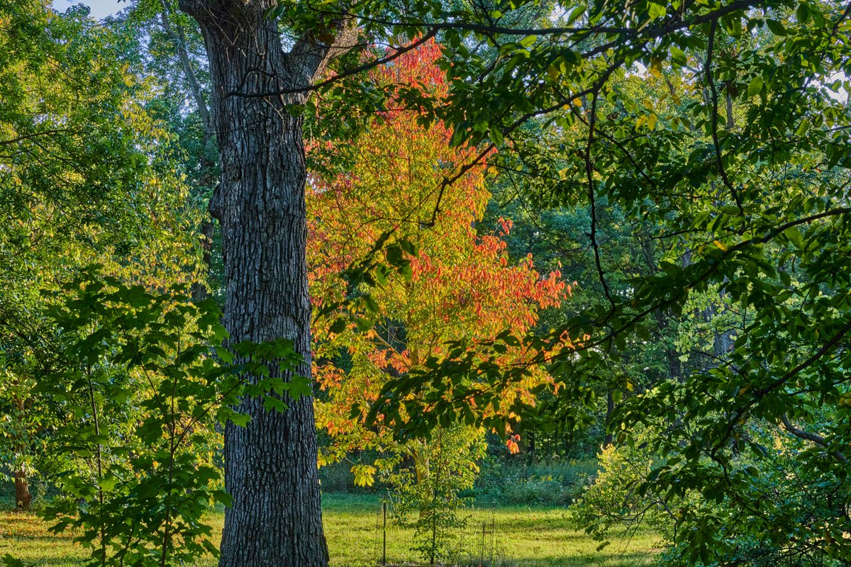 Fall is in the air at the Arboretum! Yellow and gold colors are brightening corktrees, redbud, honey-locust and hackberry trees. Look for patches of yellow and orange in the tops of sugar maples in sunny areas. Shiny green foliage of Sumac shrubs have begun turning a flaming red,