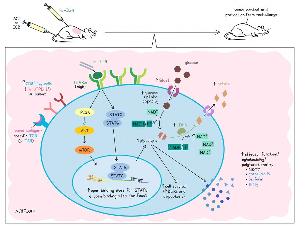 ACIR (@acir_org) on Twitter photo An Fc–IL-4 fusion protein reprogrammed cellular metabolism in terminally exhausted T cells in tumors, leading to enhanced cellular survival, cytotoxicity, and antitumor immunity. Read our summary here 👇 bit.ly/3Yi9uLm <a href="/Tang_Lab_EPFL/">Li Tang</a> <a href="/YugangGUO2/">Yugang GUO</a> <a href="/RongFan8/">Rong Fan</a> <a href="/GruppSteve/">Stephan Grupp MD PhD</a> An Fc–IL-4 fusion protein reprogrammed cellular metabolism in terminally exhausted T cells in tumors, leading to enhanced cellular survival, cytotoxicity, and antitumor immunity. Read our summary here 👇 bit.ly/3Yi9uLm <a href="/Tang_Lab_EPFL/">Li Tang</a> <a href="/YugangGUO2/">Yugang GUO</a> <a href="/RongFan8/">Rong Fan</a> <a href="/GruppSteve/">Stephan Grupp MD PhD</a>
